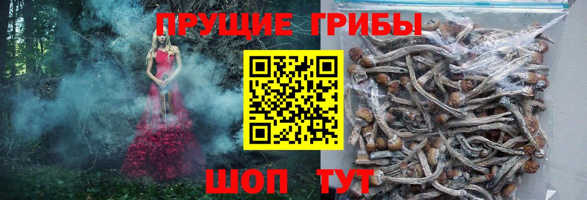 Псилоцибиновые грибы Psilocybe Мыски